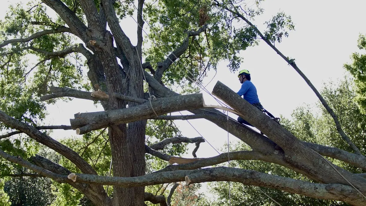 Professional Crown Thinning performed by certified arborists in Zeeland